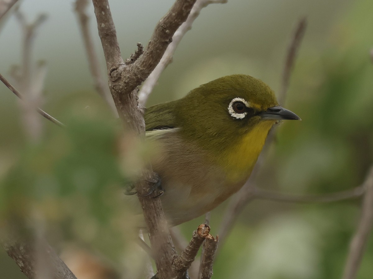 メジロ - ML644685005