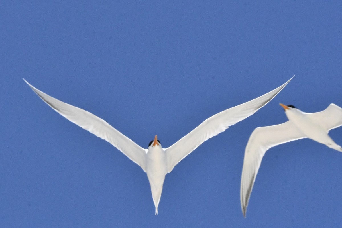 Bengalako txenada - ML644685010