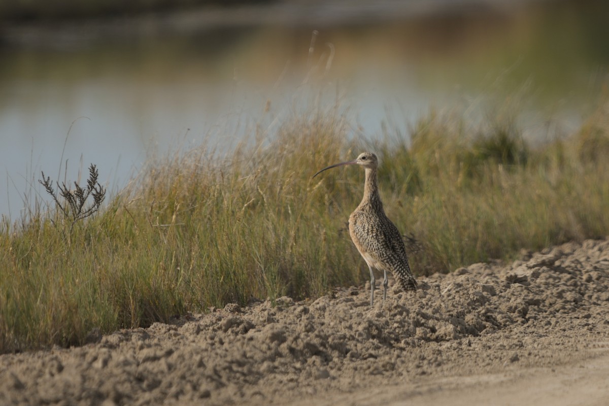 Long-billed Curlew - ML644685013