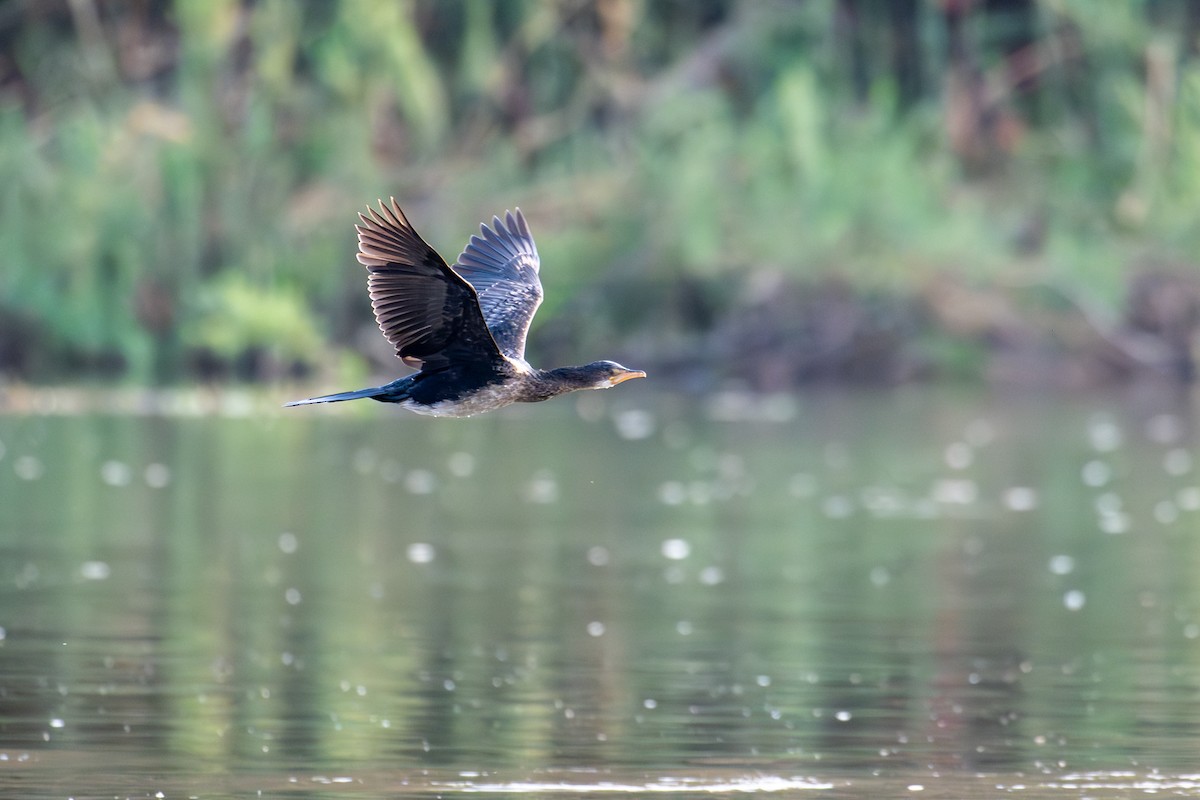 Reed Cormorant - ML644685016