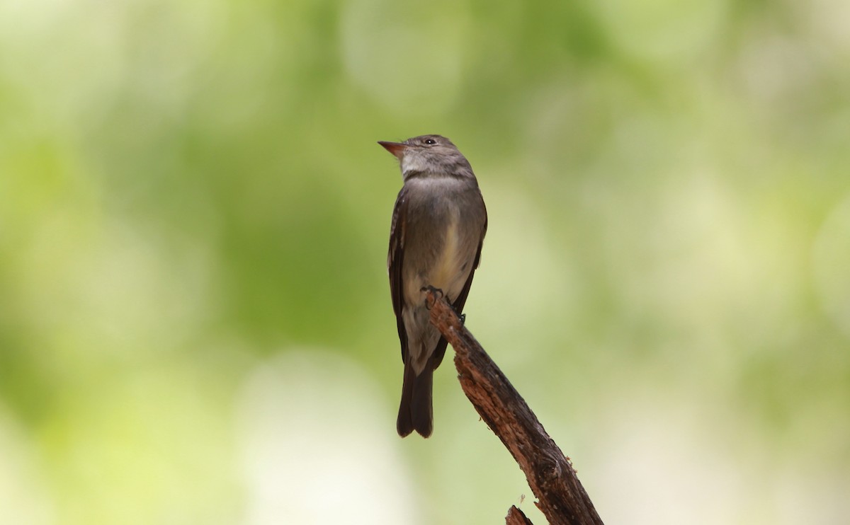 Pioui de l'Ouest - ML644685017