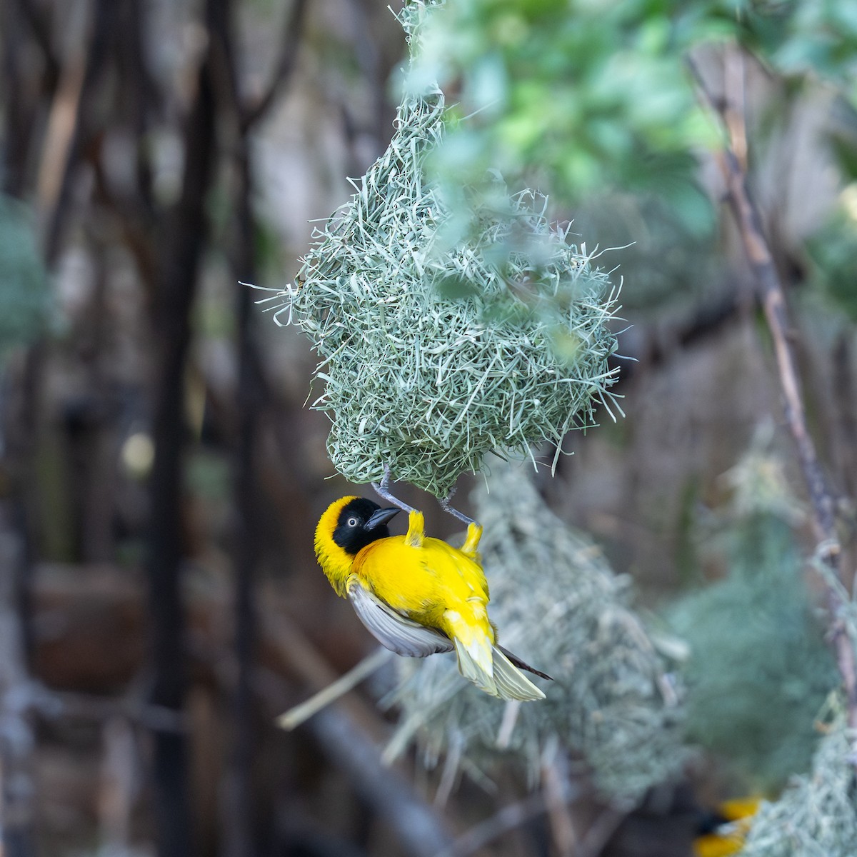 Tisserin intermédiaire - ML644685022