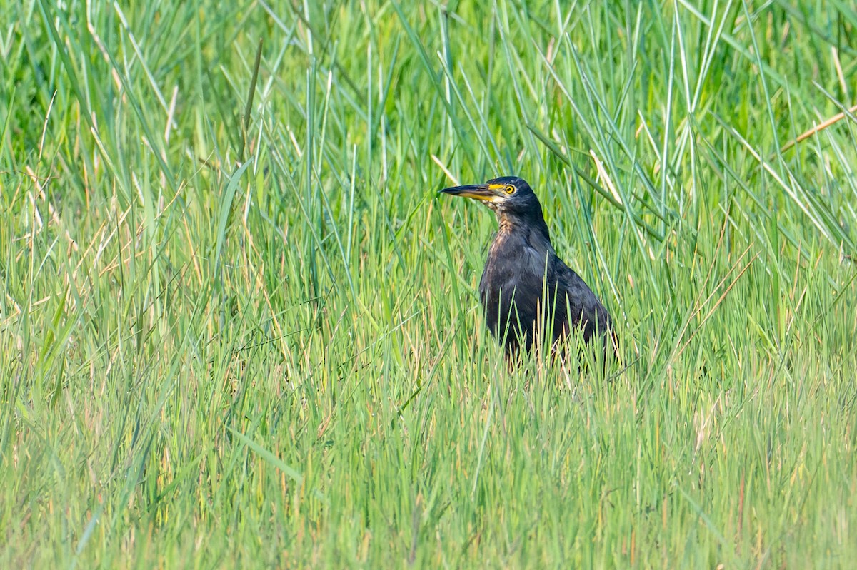 Рыжебрюхая цапля - ML644685025