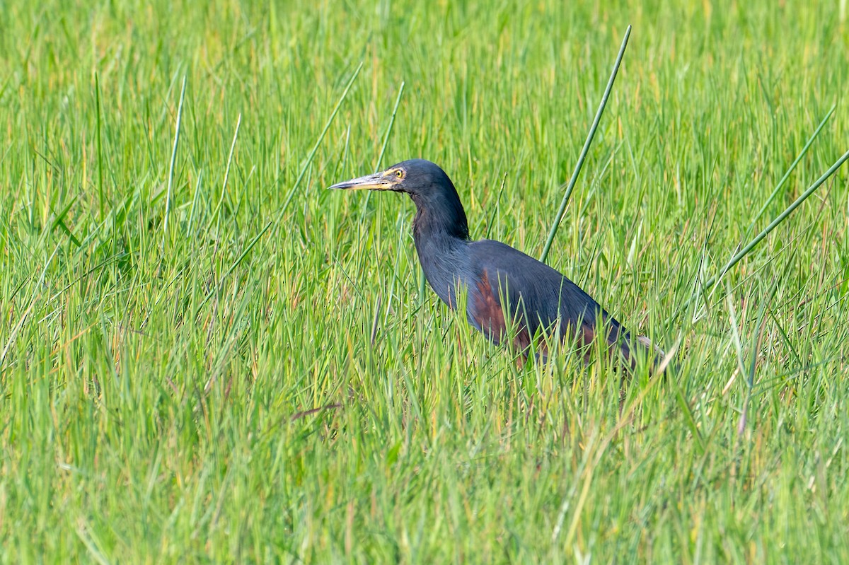 Рыжебрюхая цапля - ML644685026