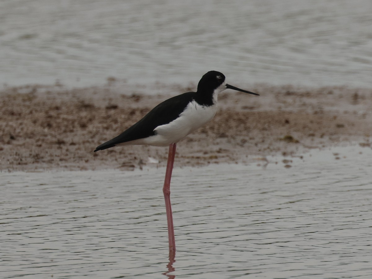 Schwarznacken-Stelzenläufer - ML644685027