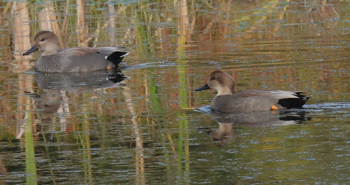 Canard chipeau - ML644685044