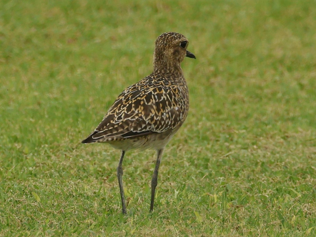 Tundra-Goldregenpfeifer - ML644685045