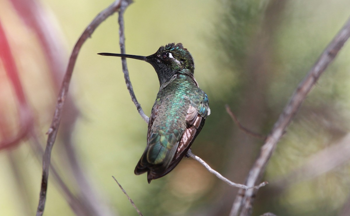 Rivoli's Hummingbird - ML644685046