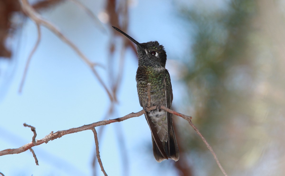 Rivoli's Hummingbird - ML644685048