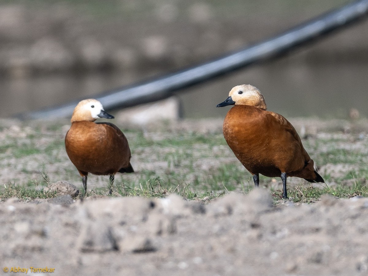 Хондон ангир - ML644685050