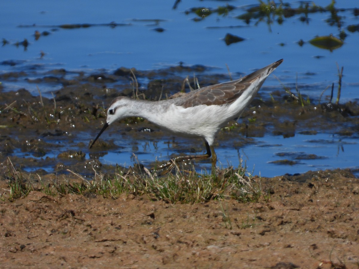 Wilsonwassertreter - ML644685056