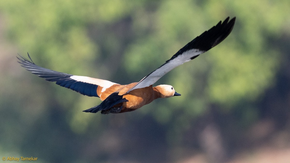 Хондон ангир - ML644685057