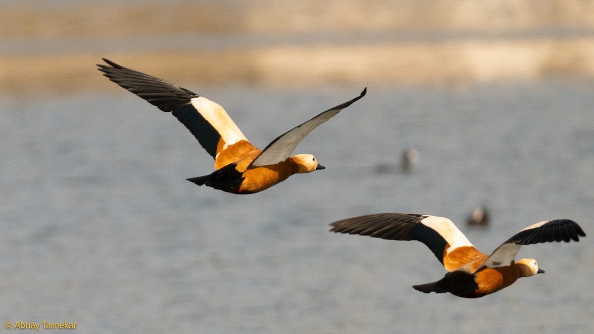 Хондон ангир - ML644685058