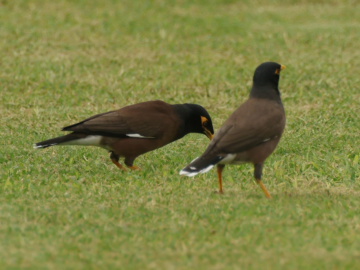 インドハッカ - ML644685061