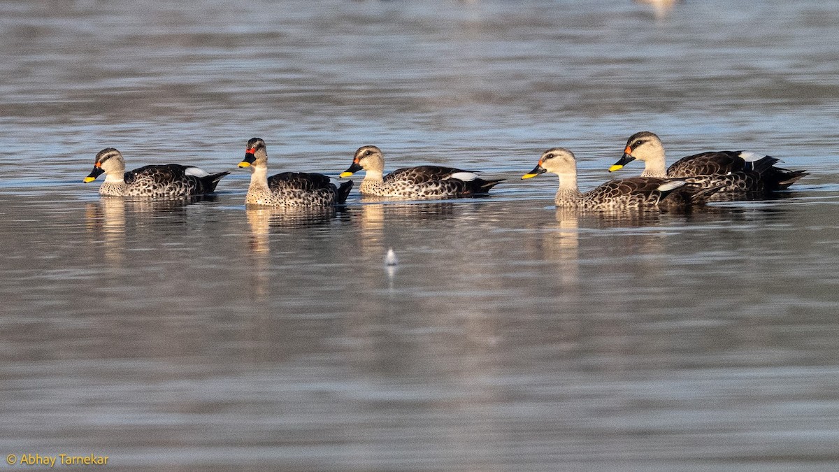 Крижень чорний - ML644685063
