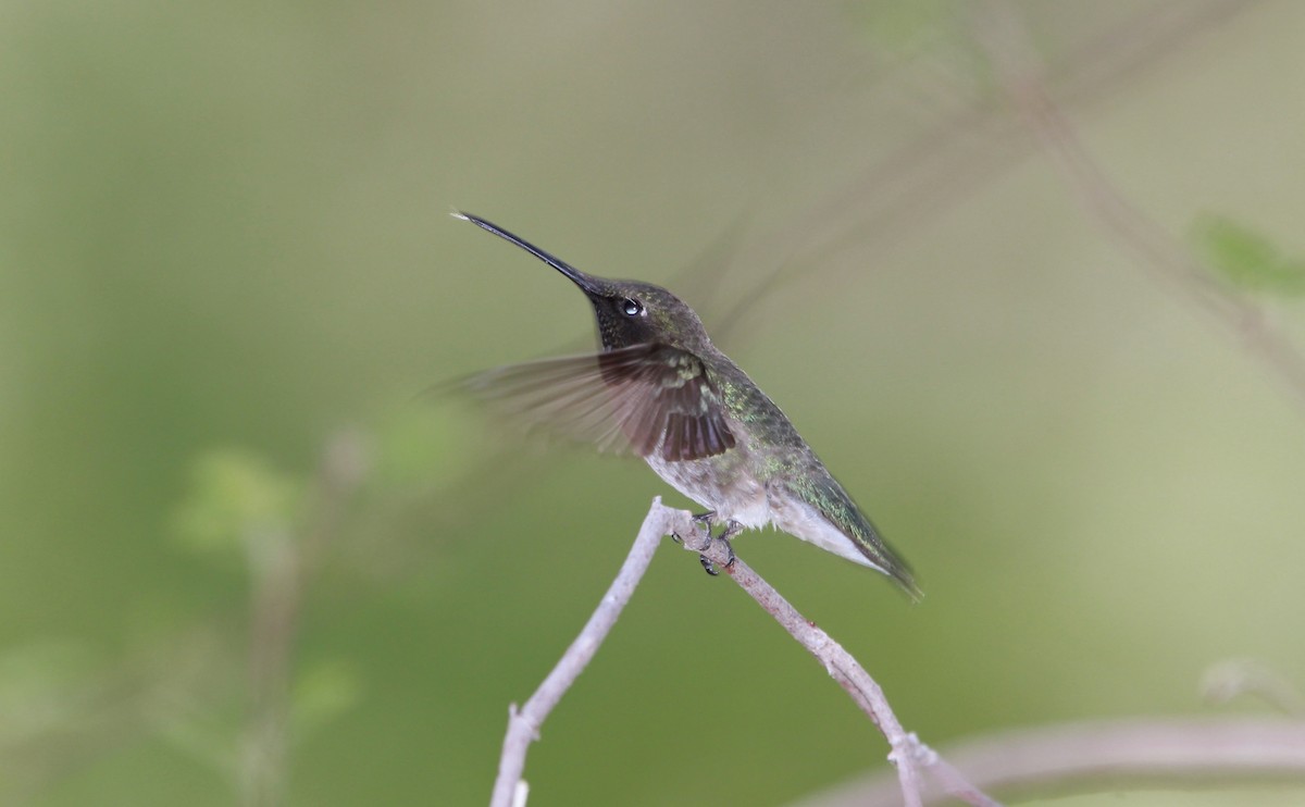 Colibrí Gorjinegro - ML644685064