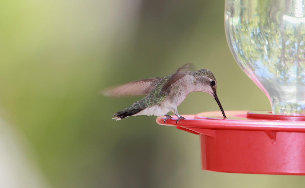 Colibrí Gorjinegro - ML644685065