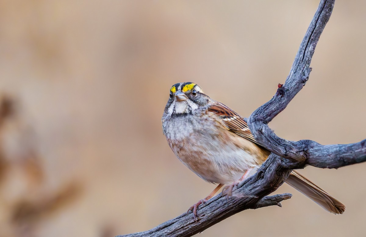 White-throated Sparrow - ML644685066