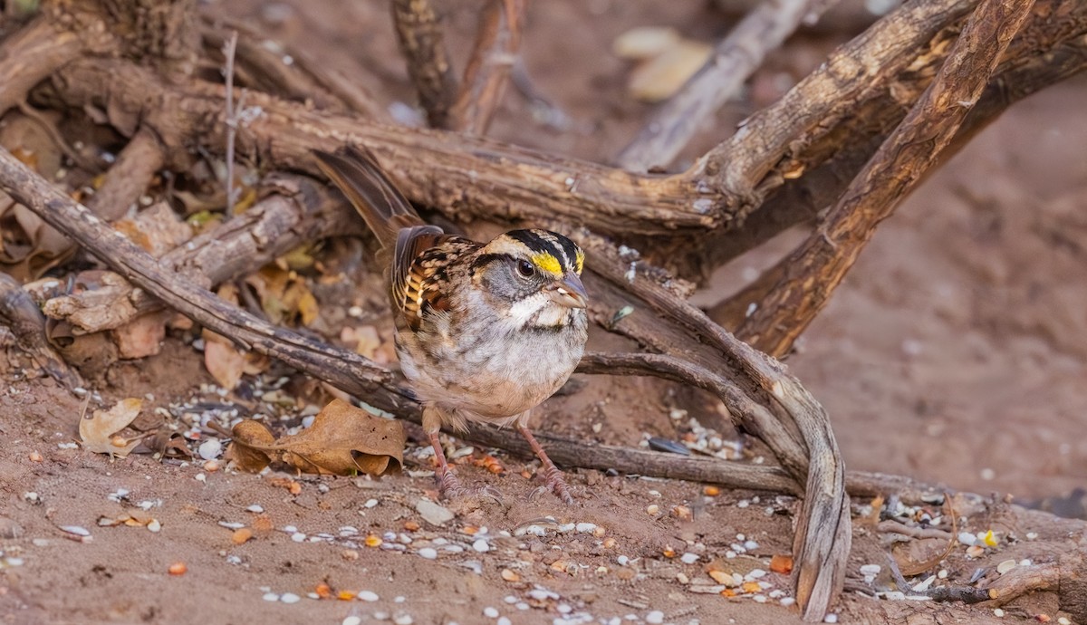 White-throated Sparrow - ML644685067