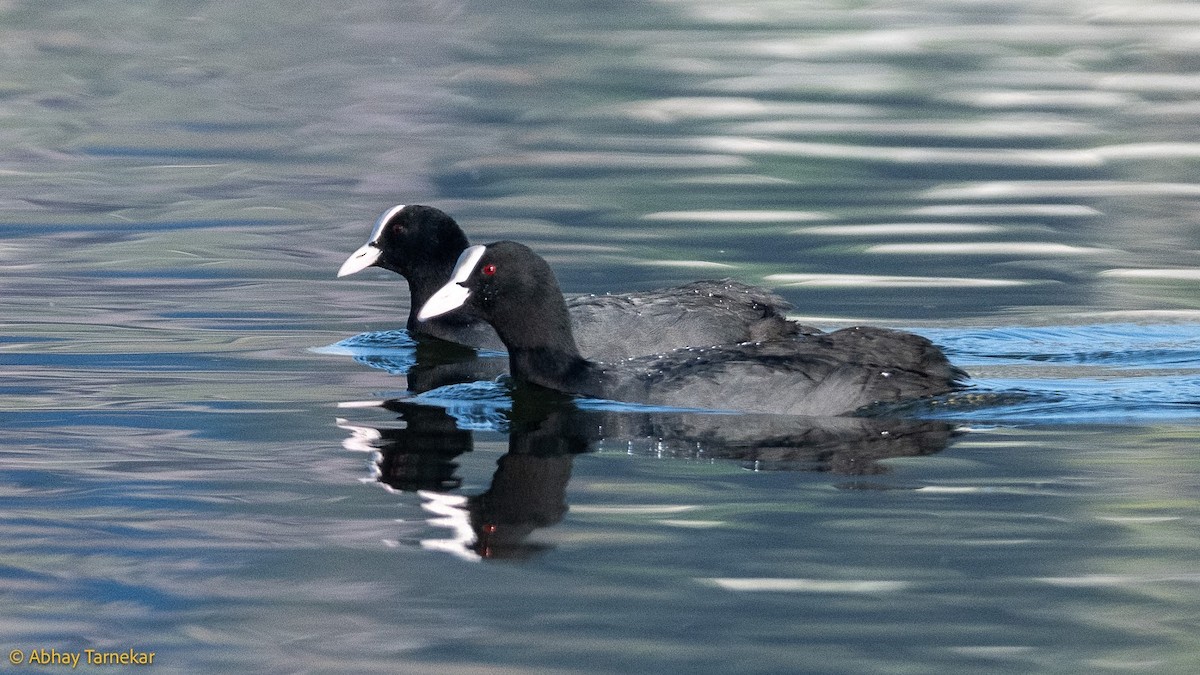 Лиска звичайна - ML644685068