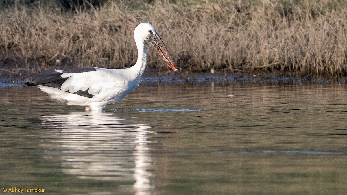 Лелека-молюскоїд індійський - ML644685070