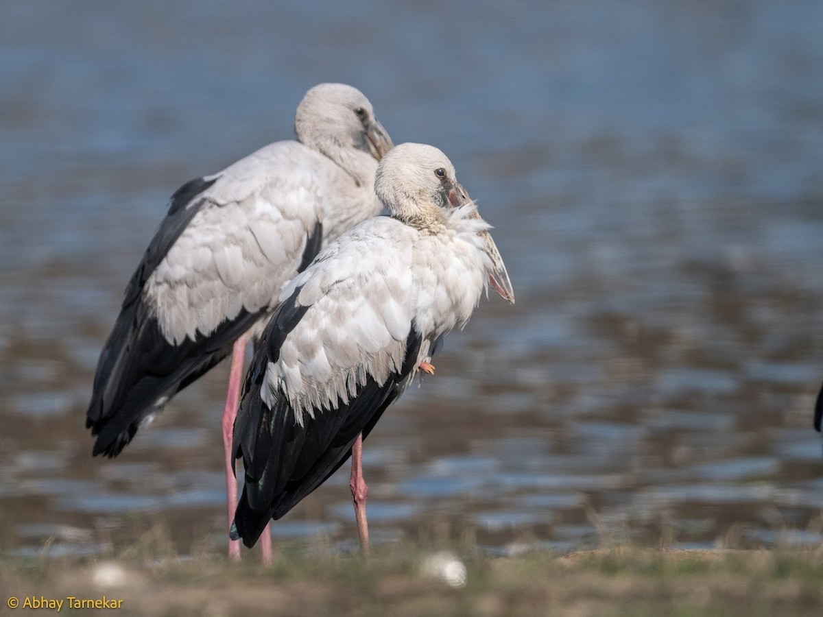 Лелека-молюскоїд індійський - ML644685071