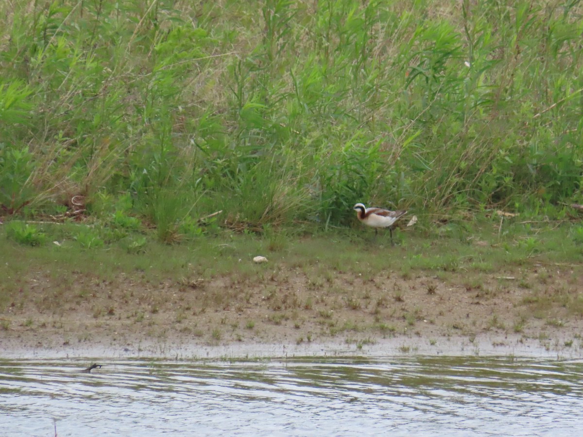 Wilsonwassertreter - ML644685072