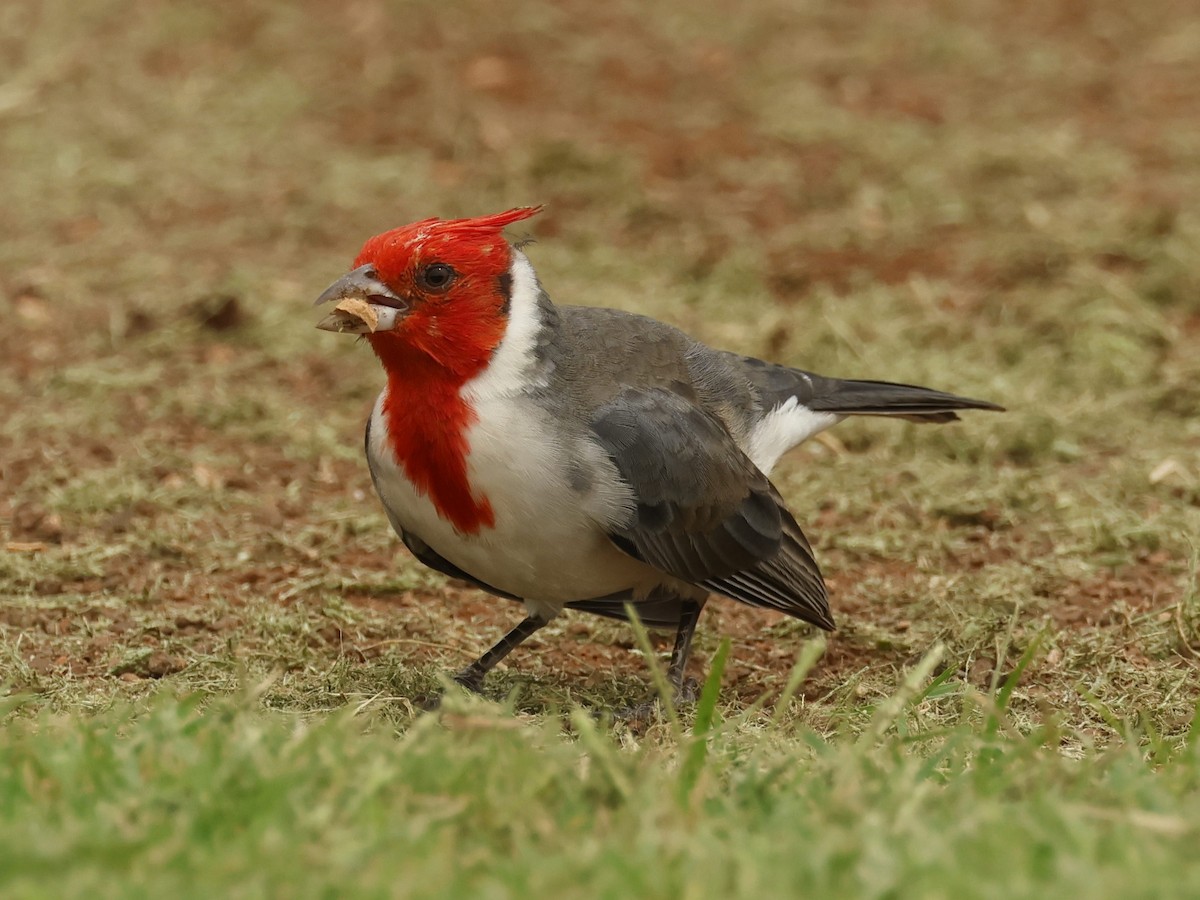 コウカンチョウ - ML644685073