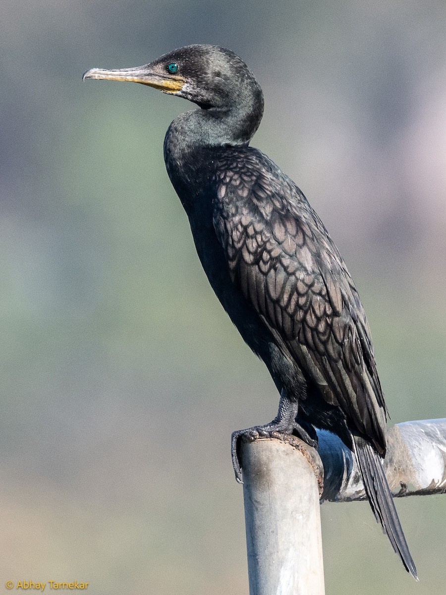 Баклан індійський - ML644685074