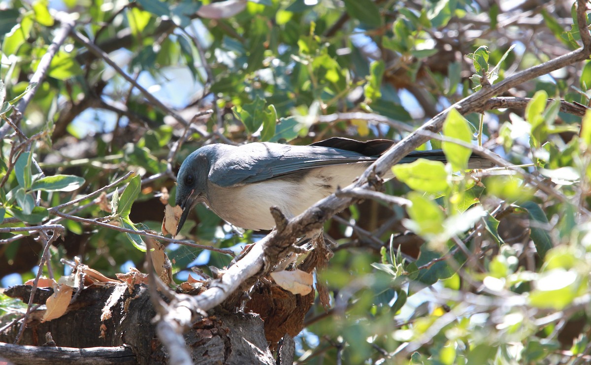 Chara Pechigrís (grupo wollweberi) - ML644685076