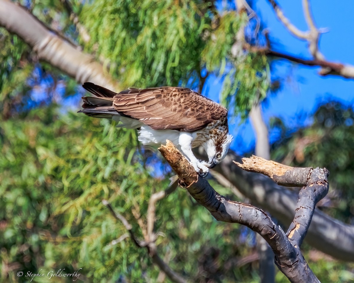 Osprey - ML644685078