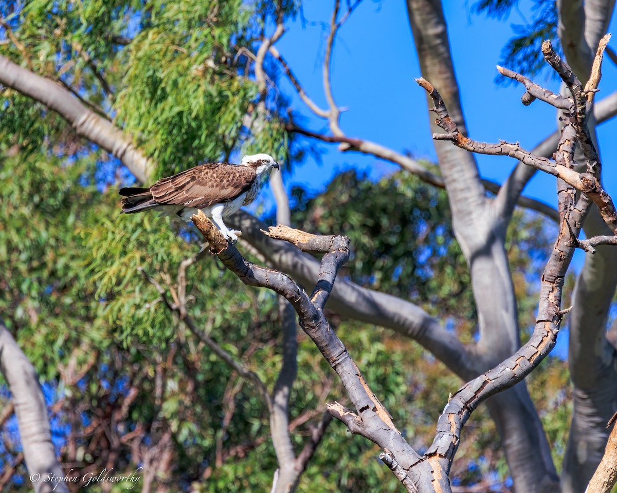 Osprey - ML644685079