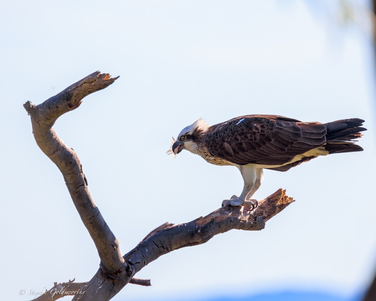 Osprey - ML644685080