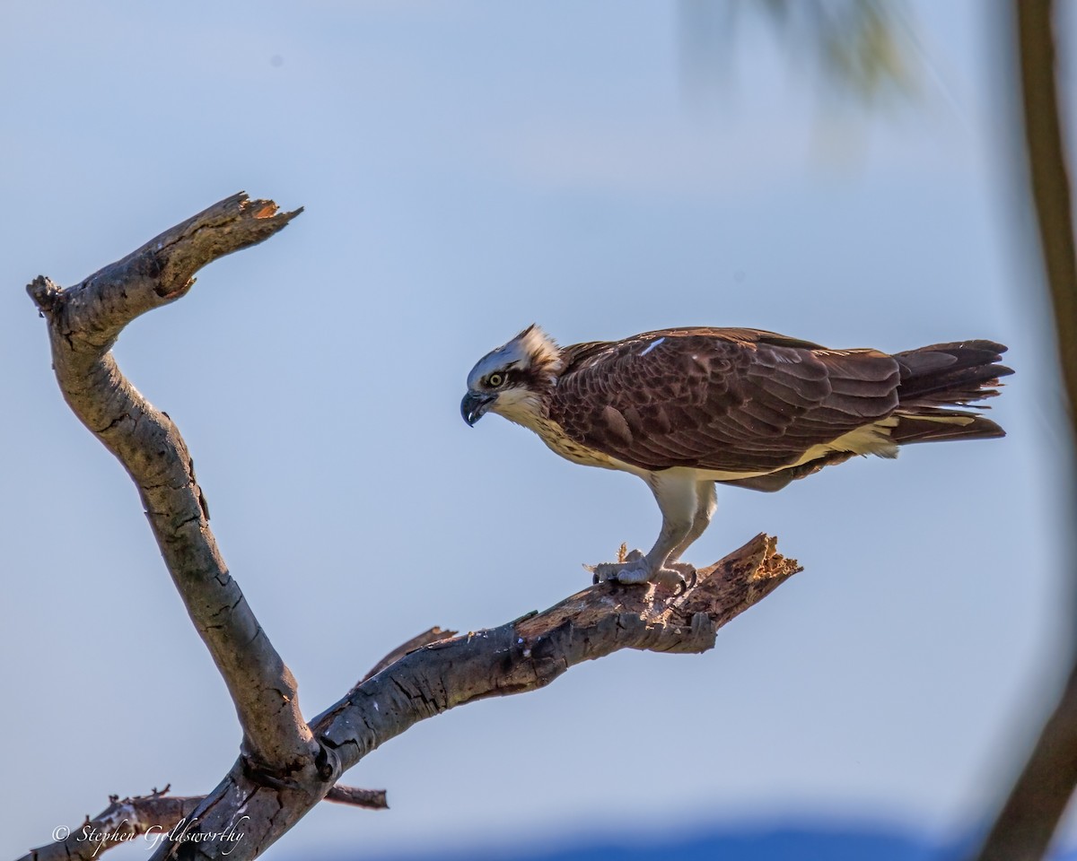 Osprey - ML644685081