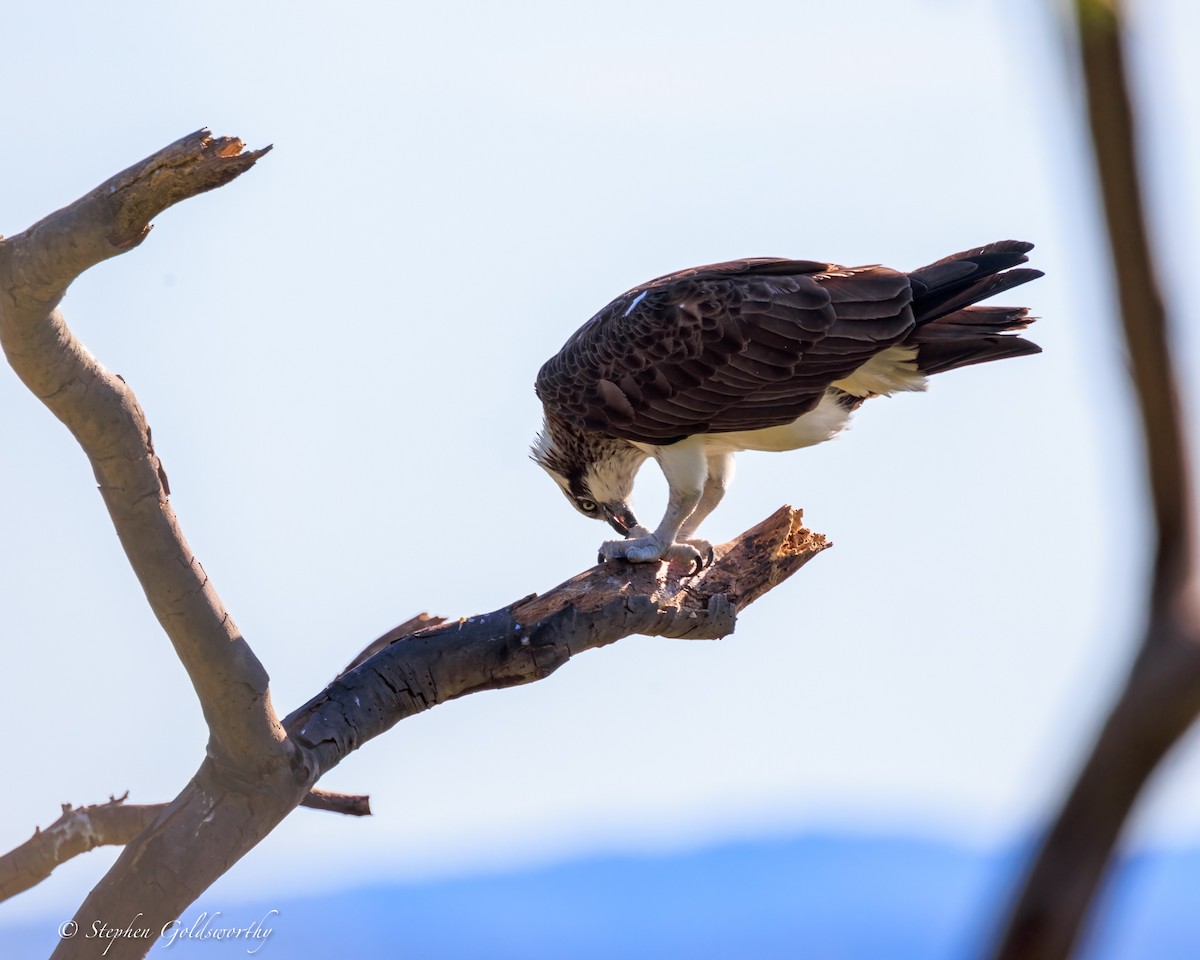 Osprey - ML644685082