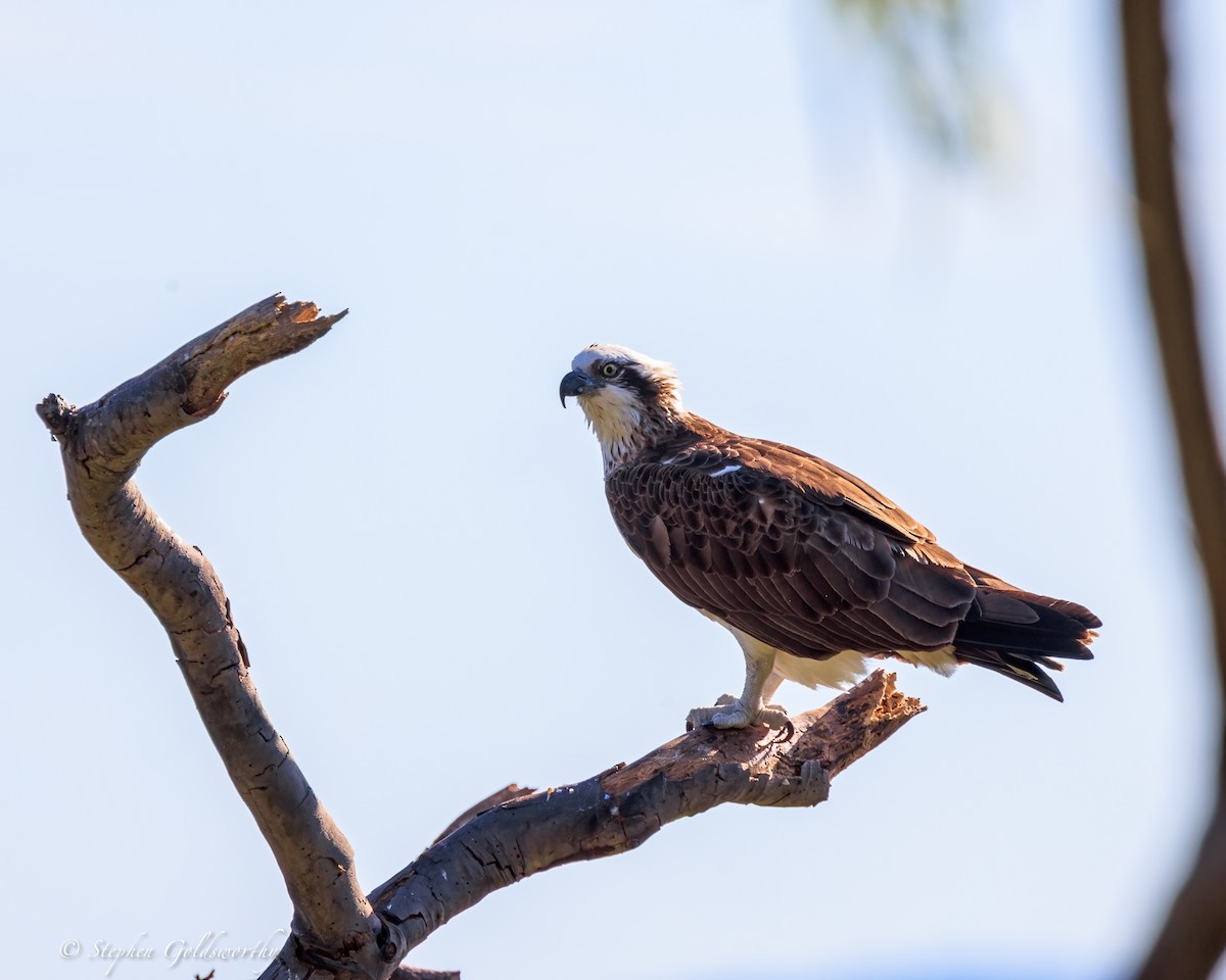 Osprey - ML644685083