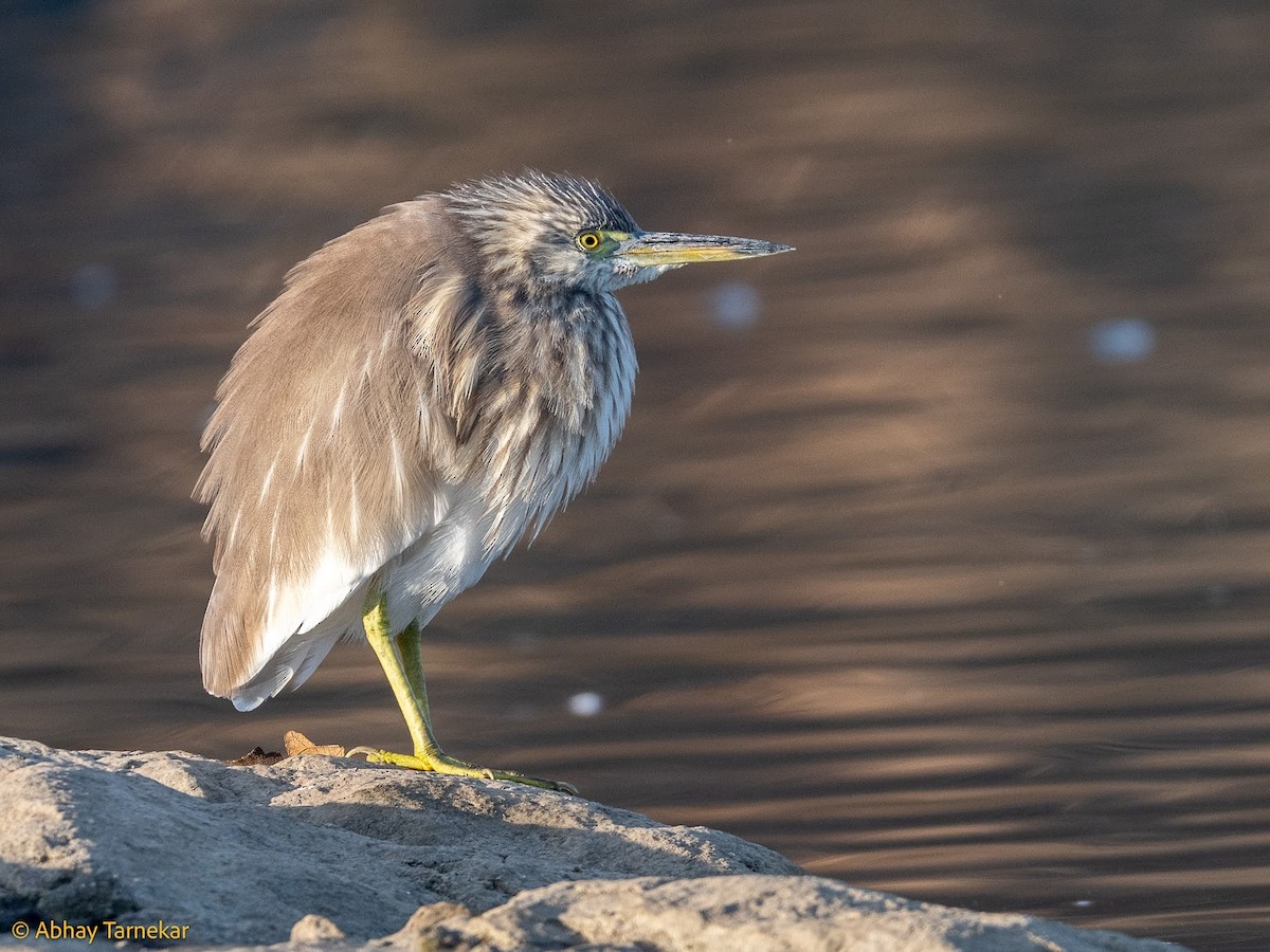 Чапля індійська - ML644685085