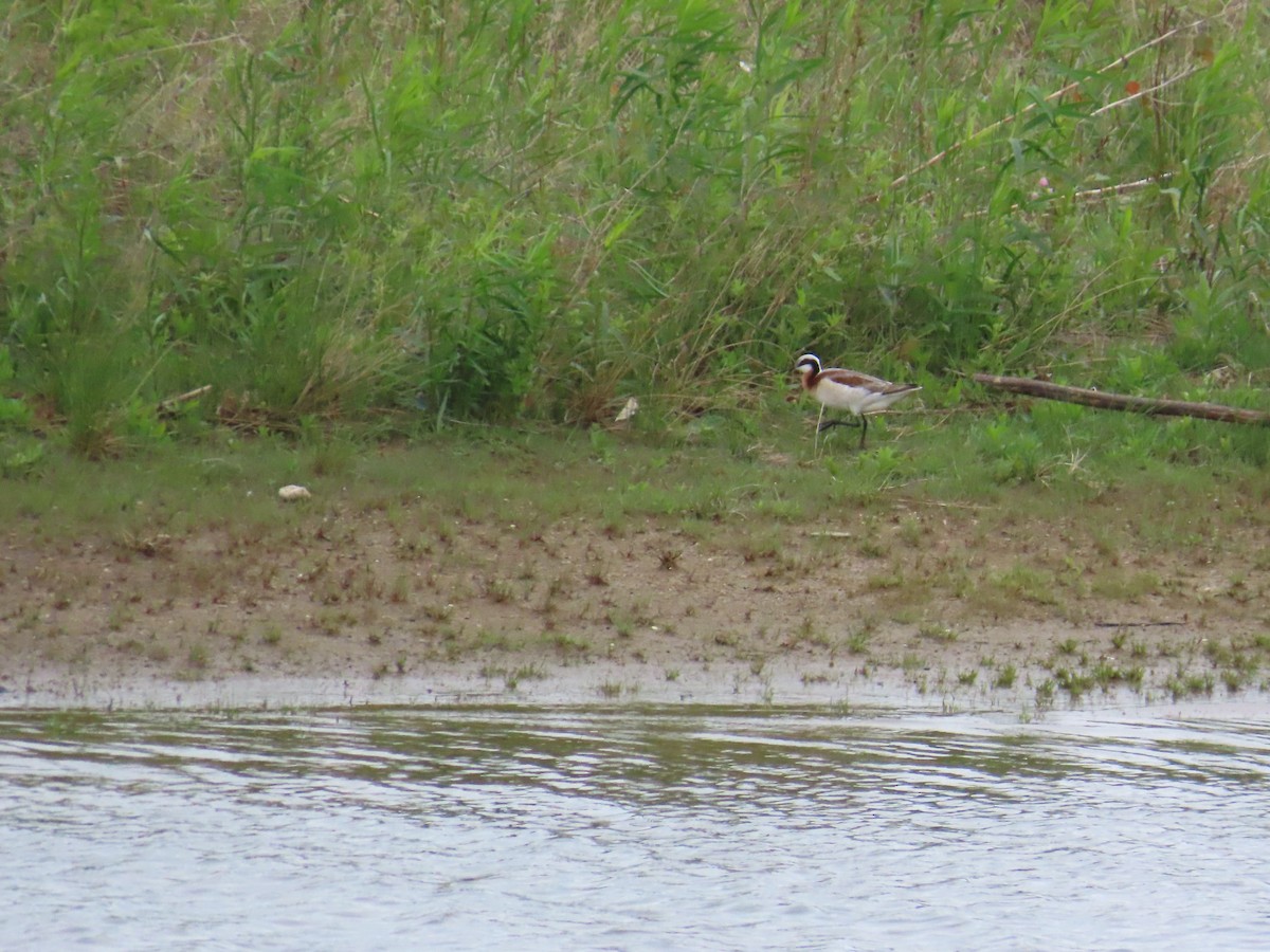 Wilsonwassertreter - ML644685086