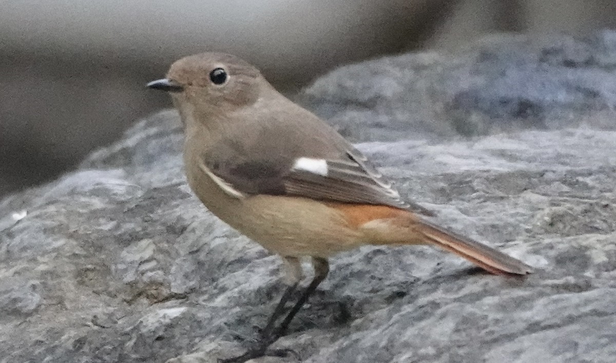 Daurian Redstart - ML644685087