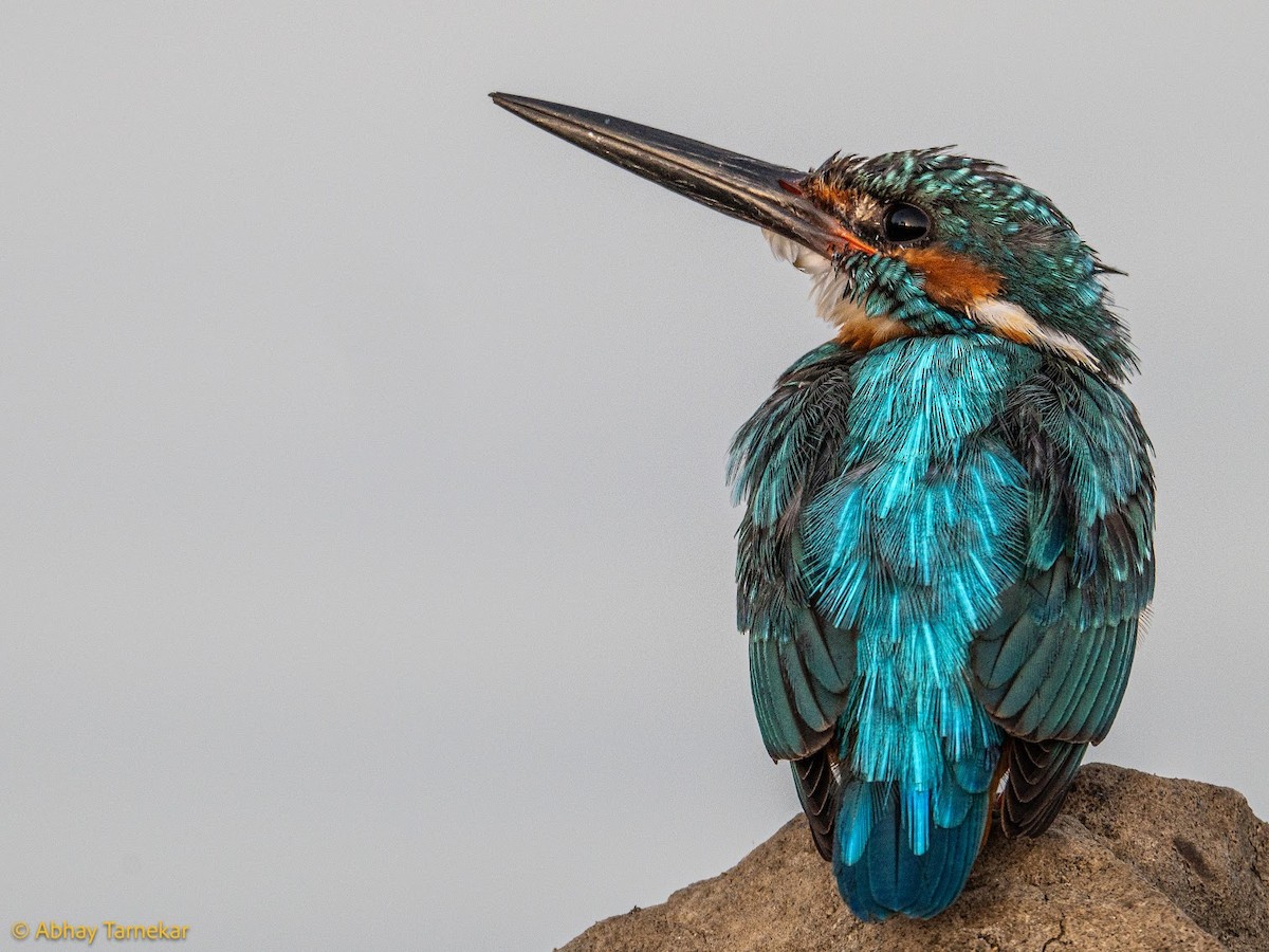 Рибалочка блакитний - ML644685088