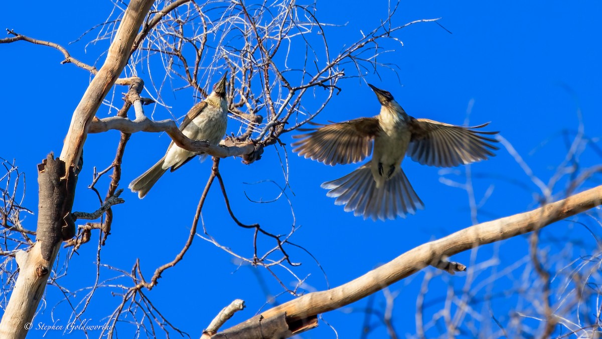 Noisy Friarbird - ML644685089