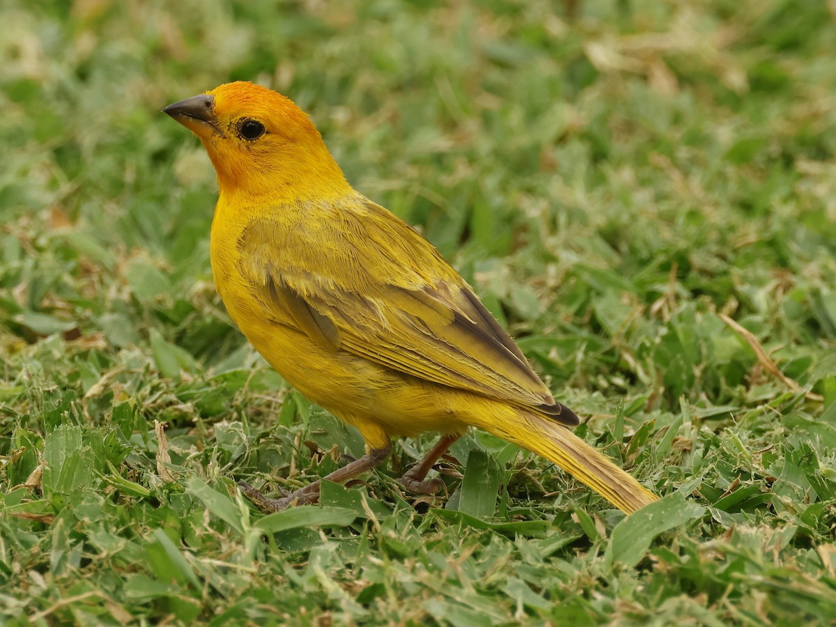 キンノジコ - ML644685090