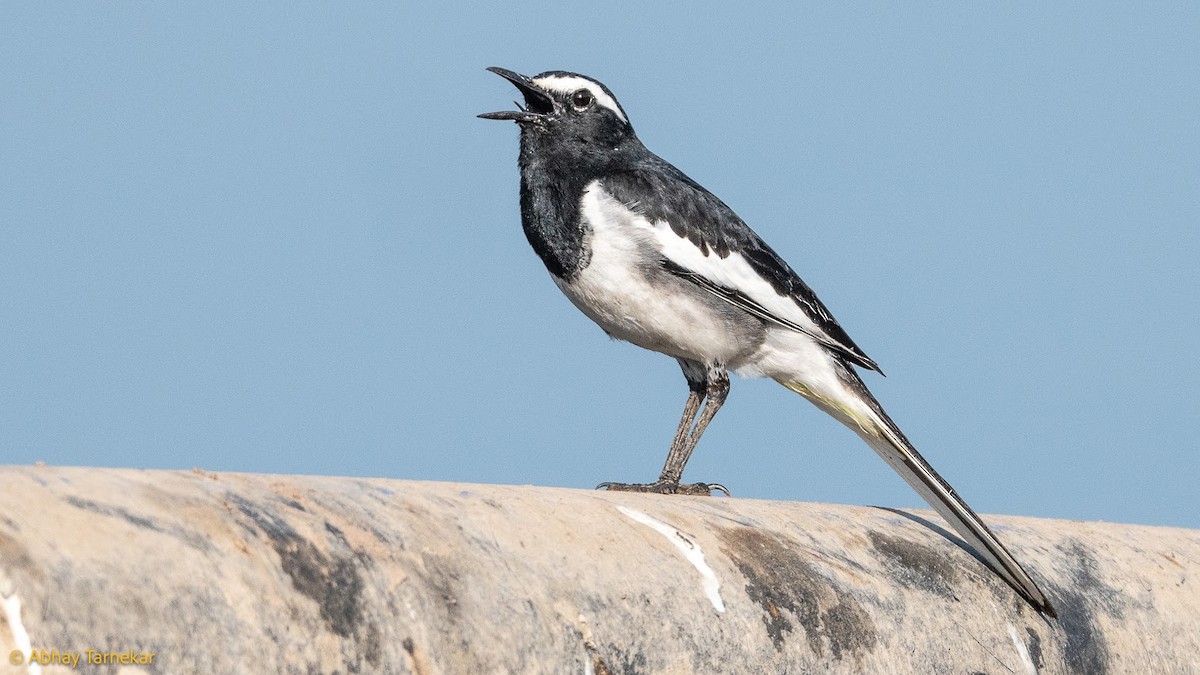 Плиска білоброва - ML644685091