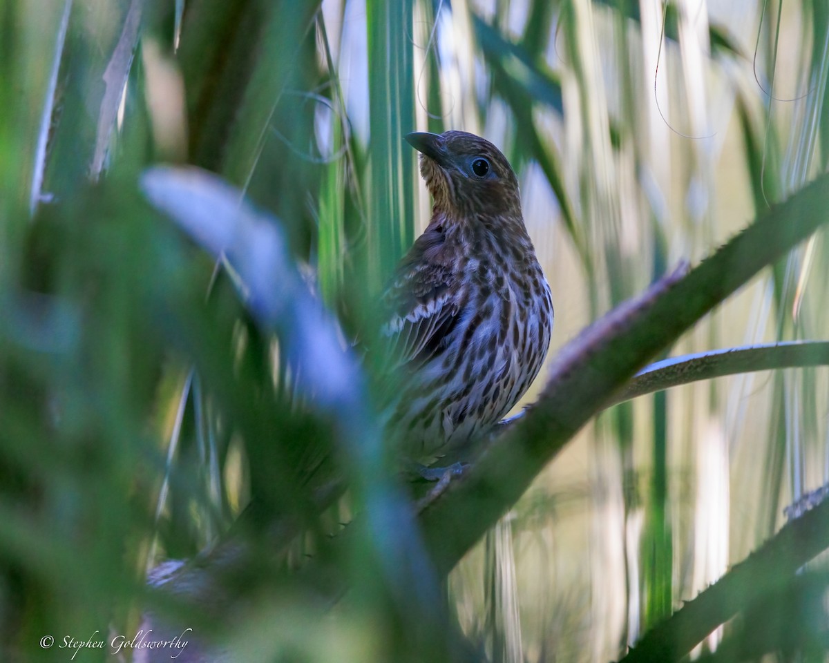 Australasian Figbird - ML644685093