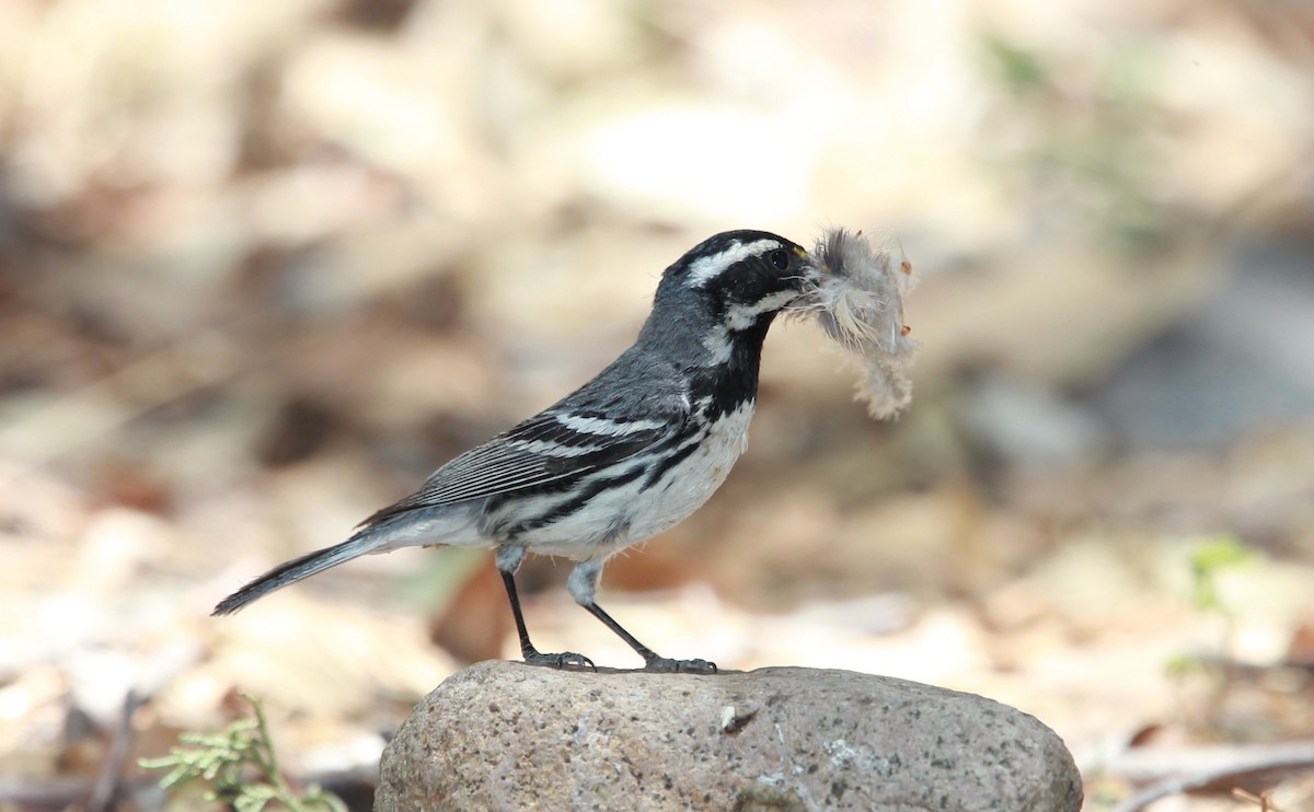 Reinita Gris - ML644685094
