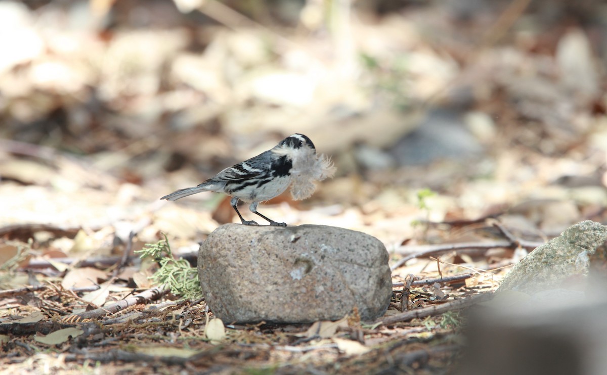 Reinita Gris - ML644685095