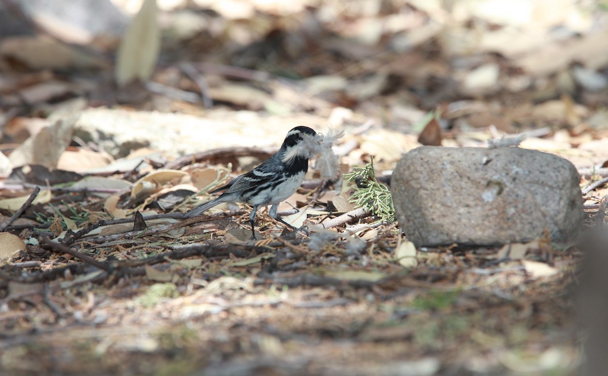 Reinita Gris - ML644685096