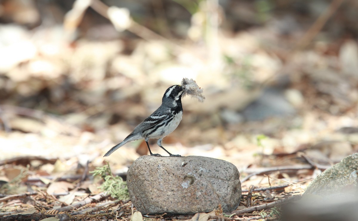 Reinita Gris - ML644685097