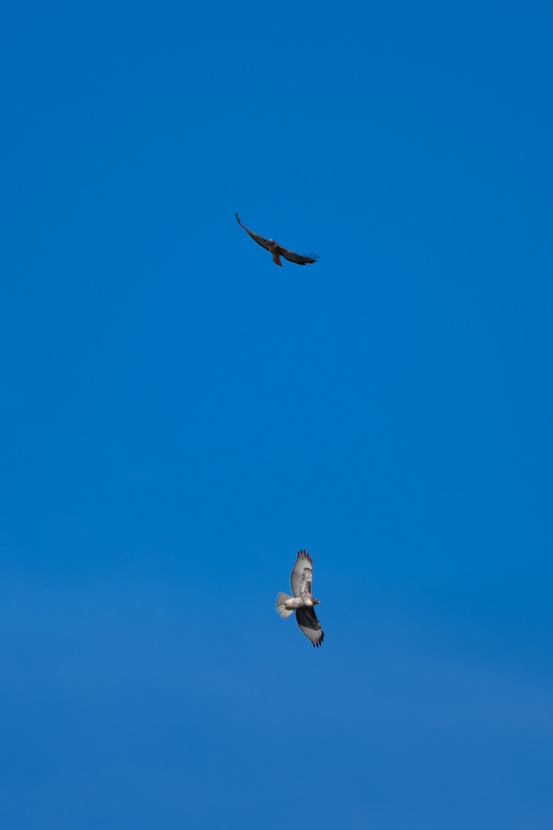 Red-tailed Hawk - ML644685098