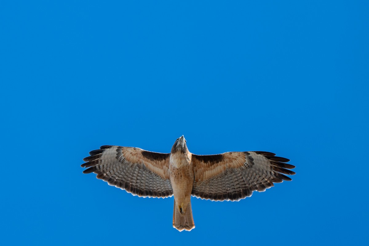 Red-tailed Hawk - ML644685099